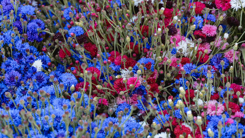 Latvijas Etnogrāfiskajā brīvdabas muzejā Diždiena “Līgo. Ziedēšana”