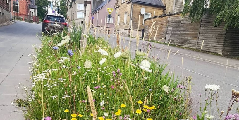 Aicina Rīgas apkaimēs veidot pilsētas pļavas